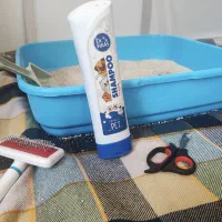 گربه خاص|گربه|اردبیل, |دیوار