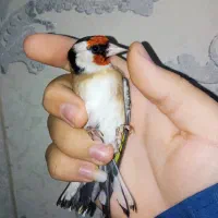 ۴ عدد سهره نر عطیقه بشرط