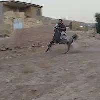 اسب مادیان‌ عرب|اسب و تجهیزات اسب‌سواری|آبگرم, |دیوار