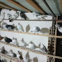 کبوتر فروشی|پرنده|رشت, جماران|دیوار