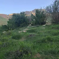 باغ-انگور-هفشجان-گلک