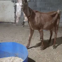 بز پاکستانی باردار|حیوانات مزرعه|بندر ماهشهر, |دیوار