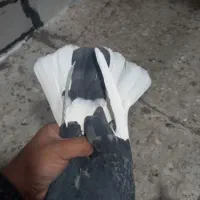 کبوتر|پرنده|زنجان, |دیوار