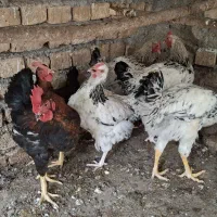 خروس نیمچه یا خروس کاله