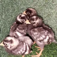 فروش جوجه  کارتنی و تعدادی
