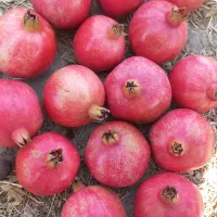 انار عمده رباب صادراتی با کیفیت بسیار بالا|عمده‌فروشی|تهران, تهرانپارس جنوبی|دیوار