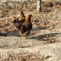 تعدادی مرغ تخم گذار