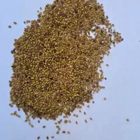 بذر یونجه رنجر و بذر گندم میهن