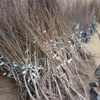 فروش نهال.پیوند.پاکنی.هرس