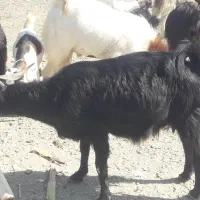فروش جملگی بز و کهره و نریگ سر حال