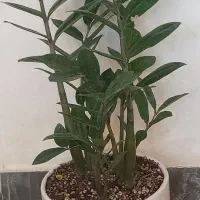 گل کلکسیونی