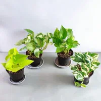 گل آپارتمانی باکیفیت و پک‌های اقتصادی