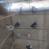 حیوان عشق بازی|پرنده|خمینی‌شهر, |دیوار