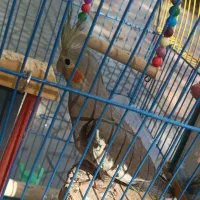 عروس هلندی نر