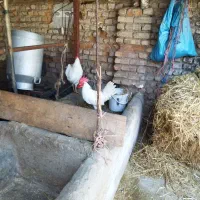 خروس خانگی