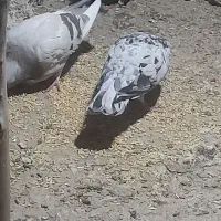 کبوتر|پرنده|بافت, |دیوار