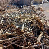 خریدار چوب درختان و چوب های سقفی|خدمات باغبانی و درختکاری|لردگان, |دیوار