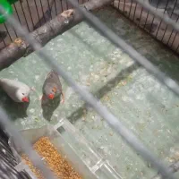 فنچ|پرنده|گرگان, |دیوار