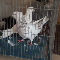 کفتر تهرونی به شرط پرش و بازی|پرنده|برخوار, |دیوار