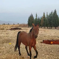 نریون دره شور|اسب و تجهیزات اسب‌سواری|فیروزآباد (فارس), |دیوار