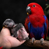 طوطی اکلکتوس ماده سرلاکی