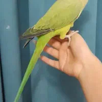 طوطی ملنگو ماده رام و دستی مست