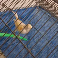 قناری ماده مزایکی