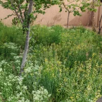 باغ-خوش-جا-و-سرسبز