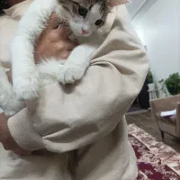 واگذاری گربه|گربه|شهریار, شهرک شاهد|دیوار