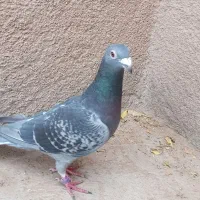 نر اردن خالص|پرنده|درمیان, |دیوار