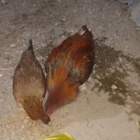 مرغ فروش فوری|حیوانات مزرعه|ایرانشهر, |دیوار