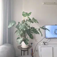 گل برگ انجیلی مانسترا