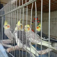 پرنده.فنچ.عروس .قفس