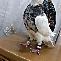 طوقی هفت رنگ|پرنده|بندر ماهشهر, |دیوار