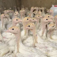 جوجه بوقلمون بیوتی ۲۵ روزه