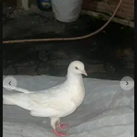 نر سفید پاک