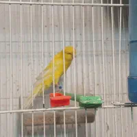 قناری کشیده بلند و رسمی|پرنده|مشهد, سرافرازان|دیوار