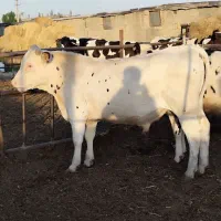 گوساله سیمینتال ریز