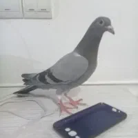 فروش چهارعددکبوتر|پرنده|جنت, |دیوار
