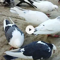 کبوتر پشتار ماده|پرنده|فردیس, شهرک ۱۱۰|دیوار