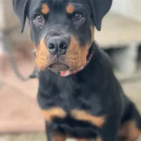 فروش سگ|سگ|کوچصفهان, |دیوار