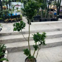 فیکوس رتوزا|گل و گیاه طبیعی|رشت, بیجارپس|دیوار