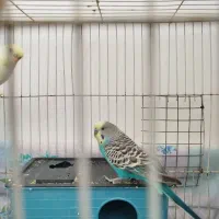 عروس هلندی کوتوله عشق|پرنده|مشهد, پنجتن|دیوار