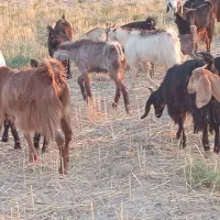 ۳۰راس بز کهره دار