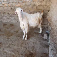 نر بز سانن