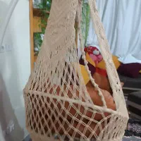 تاب سلطنتی شاه نشین