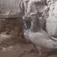 کبوتر