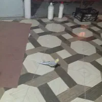 دو عدد عروس هلندی نر|پرنده|کنگاور, |دیوار