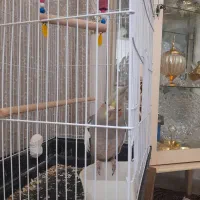 عروس هلندی سینامون|پرنده|قرچک, میرزائی جنوبی|دیوار