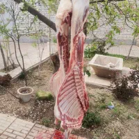 ذبح و سلاخی گوسفند. مرند وحومه
